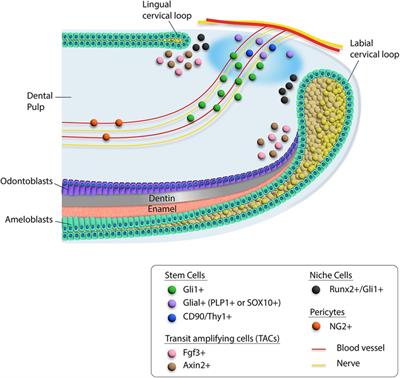 Rodent incisor as a model to study mesenchymal stem cells in tissue homeostasis and repair